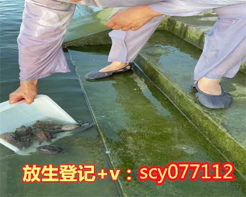 上海哪里放生石螺最好，上海古迹总述