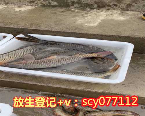 上海黄浦江每月几号放生鱼，上海宁国禅寺
