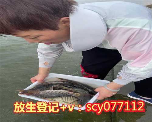 河南放生的鱼回来看我