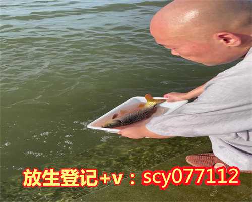 乌龟放生在哪里比较好，放生三只乌龟的心得