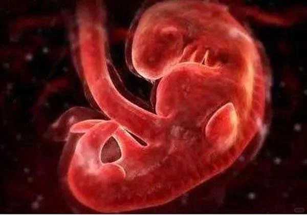 郑州生日怎样放生,郑州放生的功德回向,郑州晚上放生鸟可以吗